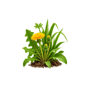 Weedicides / Herbicides