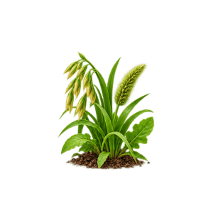Wheat weedicides
